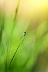 Image showing green grass with water drop and sun light