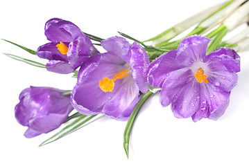 Image showing crocus bouquet with water drops isolated on white