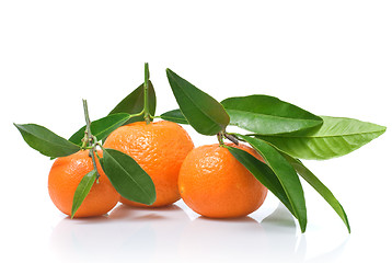Image showing Tangerines with green leaves isolated on white