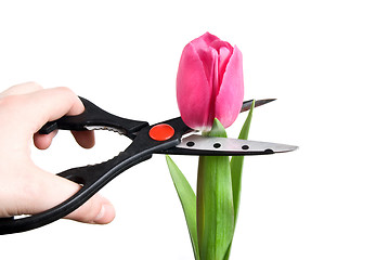 Image showing scissors cutting pink tulip isolated on white