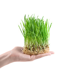 Image showing human hand holding green grass on white