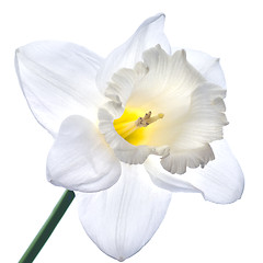 Image showing white narcissus isolated on white background