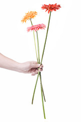 Image showing Bouquet from daisy-gerbera in hand isolated on white