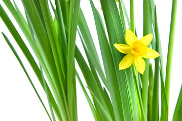 Image showing narcissus isolated on white