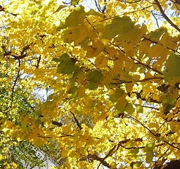 Image showing autumn 9