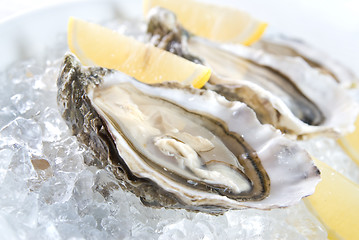 Image showing raw oysters with lemon and ice