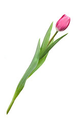 Image showing pink tulip isolated on white