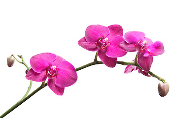 Image showing pink orchid isolated on white