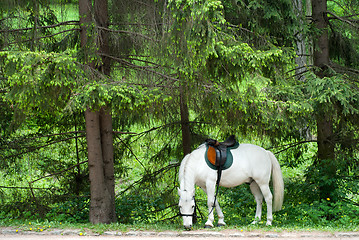 Image showing Horse in the forest