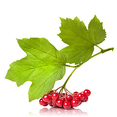 Image showing Berries of red Viburnum with leaves isolated on white