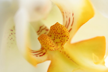 Image showing Orchid Phalaen Hybride