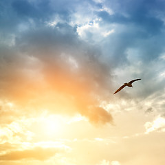 Image showing bird and dramatic clouds