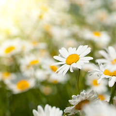 Image showing white chamomiles on meadow