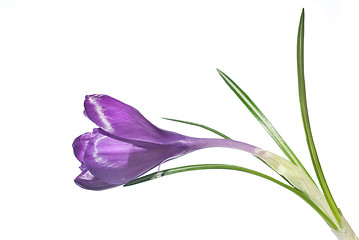 Image showing single crocus isolated on white