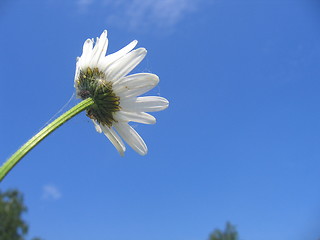 Image showing Flower