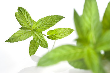 Image showing green mint isolated on white