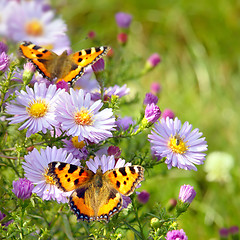 Image showing two butterfly on flowers