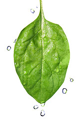 Image showing green spinach leaf with water drops isolated on white