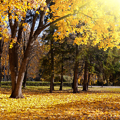 Image showing autumn trees in the park