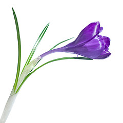 Image showing single crocus isolated on white