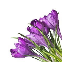 Image showing crocus bouquet isolated on white