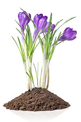 Image showing crocus in earth isolated on white