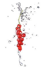 Image showing redcurrant and water drops isolated on white