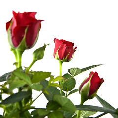 Image showing red rose bouquet isolated on white