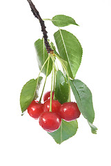 Image showing red cherry with leaves and water drops isolated on white