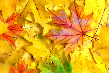 Image showing background with autumn leaves