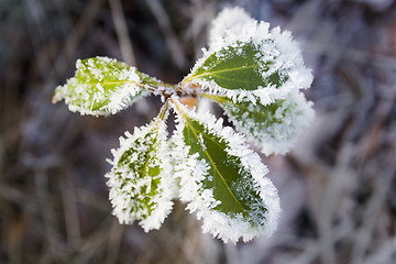 Image showing Vinter leaf