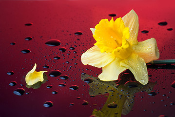 Image showing yellow narcissus on red background with water drops