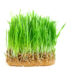 Image showing close-up green grass with roots isolated on white