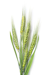 Image showing green wheat isolated on white