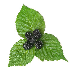 Image showing blackberry on green leaf isolated on white