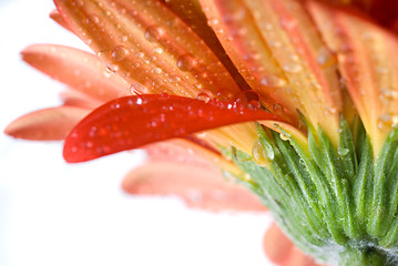 Image showing Macro of red daisy-gerbera head with water drops isolated on whi