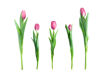 Image showing various pink tulips isolated on white