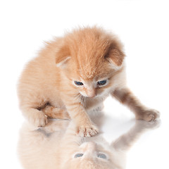 Image showing kitten looking on his reflection isolated on white