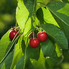 Image showing red cherry with leaves and water drops 