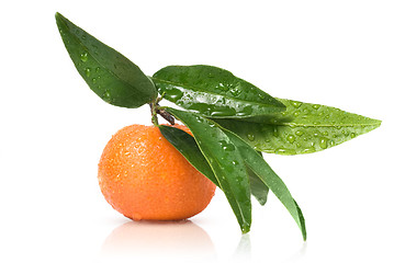 Image showing Tangerine with green leaves and water drops isolated on white