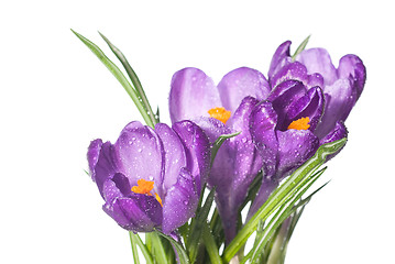 Image showing crocus bouquet with water drops isolated on white