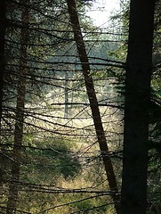 Image showing The light in the woods