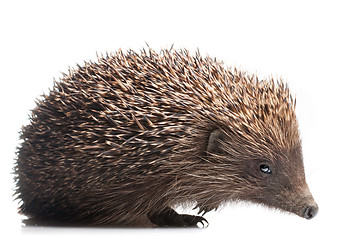 Image showing hedgehog isolated on white