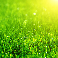 Image showing green grass background with sun beam