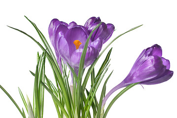 Image showing crocus bouquet isolated on white