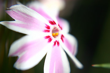 Image showing Flower