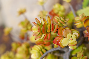 Image showing Succulent Plants