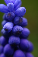 Image showing Blue plant