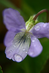 Image showing Flower