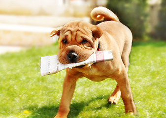 Image showing Shar Pei dog with newspapers